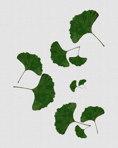 Green Ginkgo Leaves No2