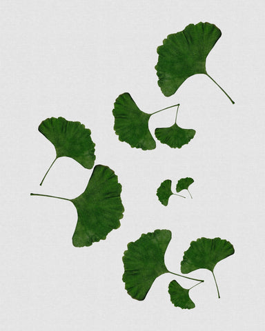 Green Ginkgo Leaves No2