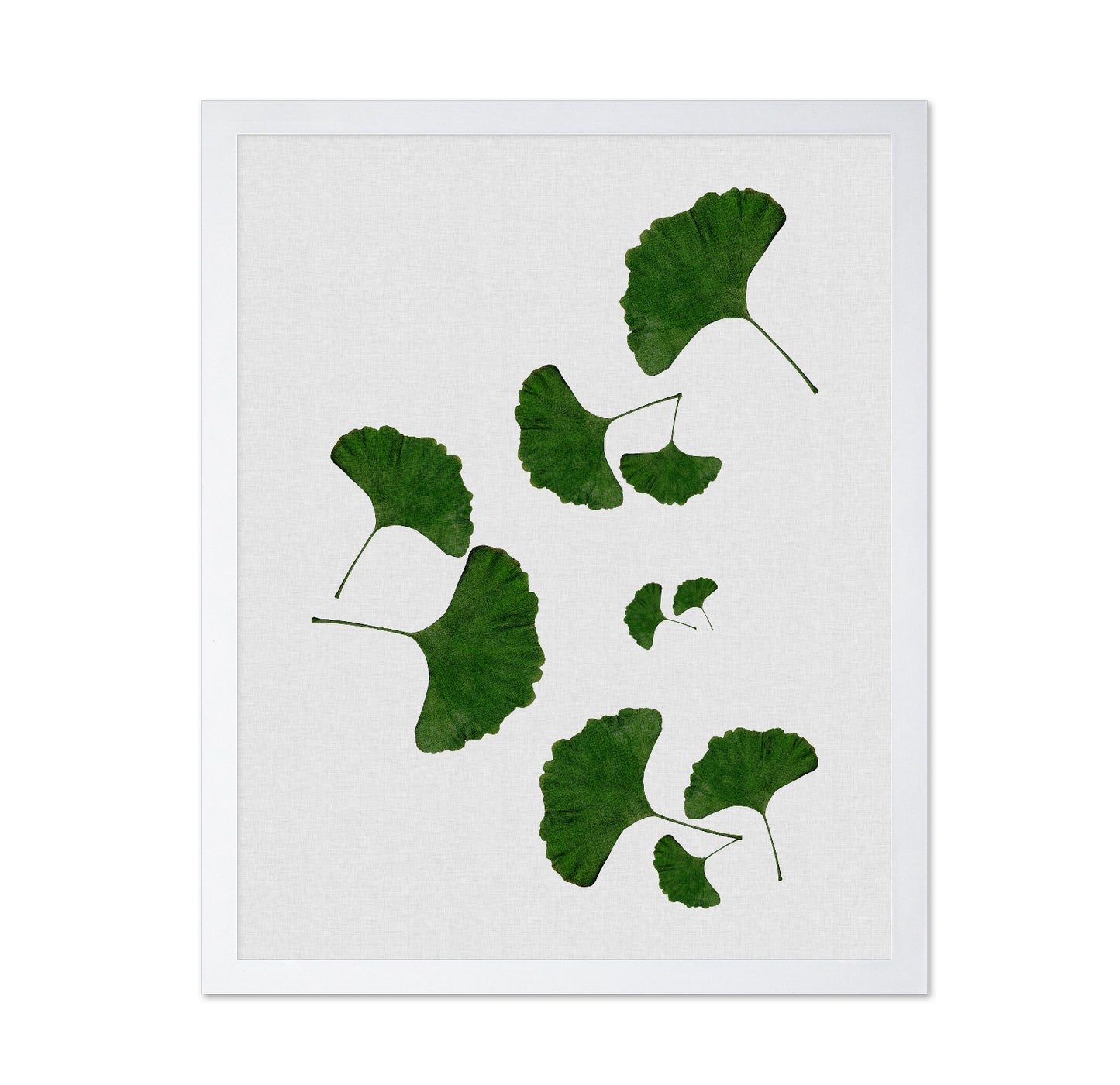 Green Ginkgo Leaves No2