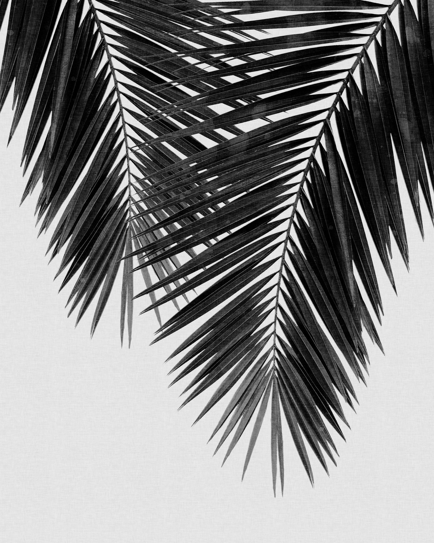 Monochrome Palm Frond