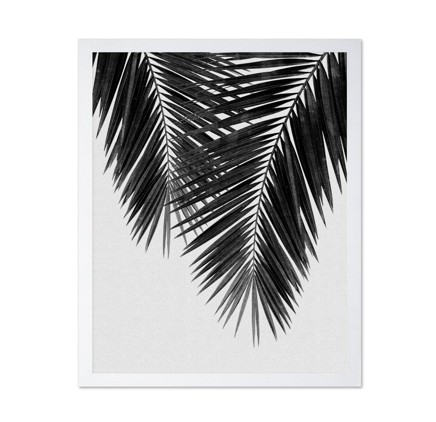 Monochrome Palm Frond
