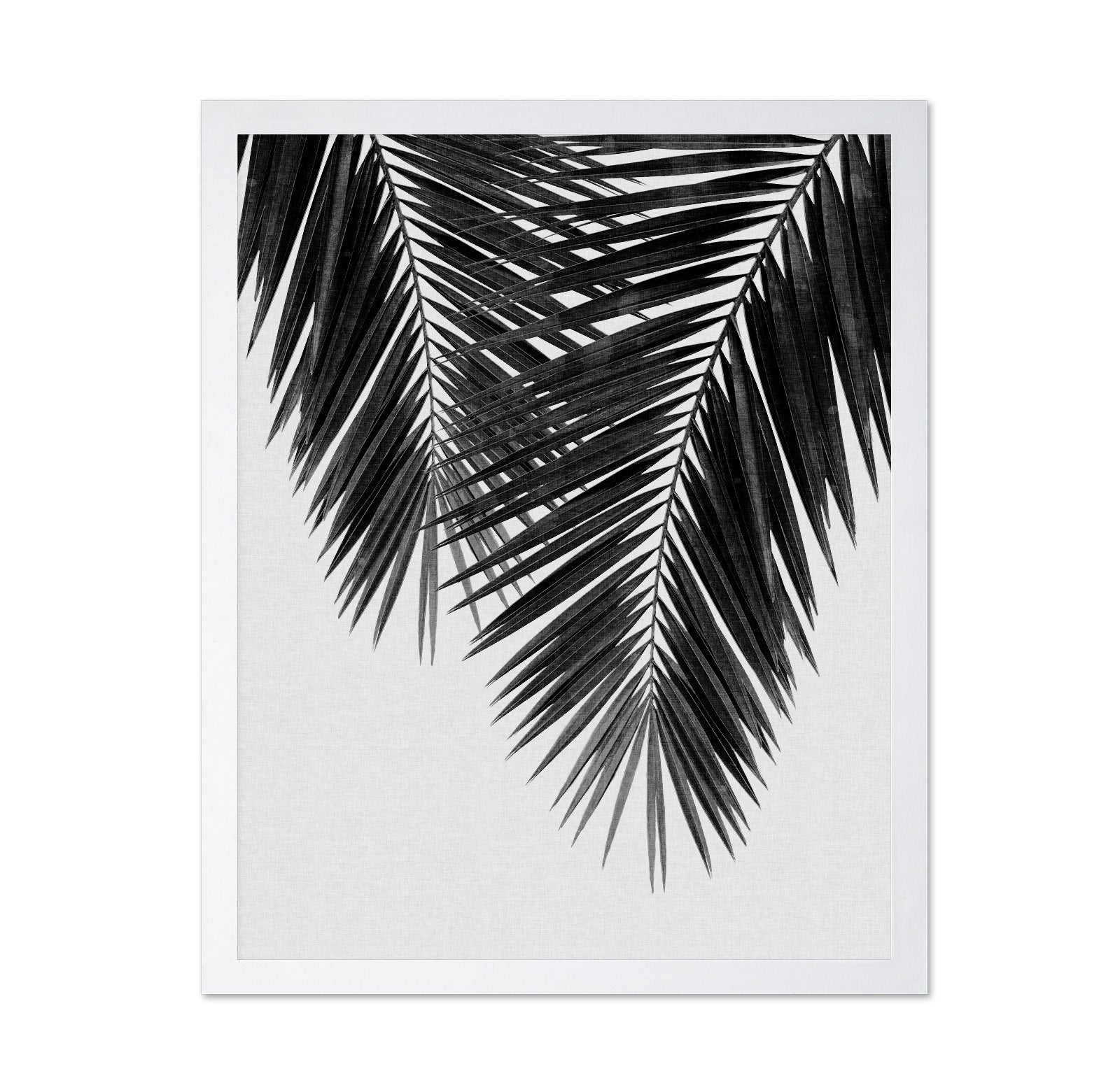 Monochrome Palm Frond