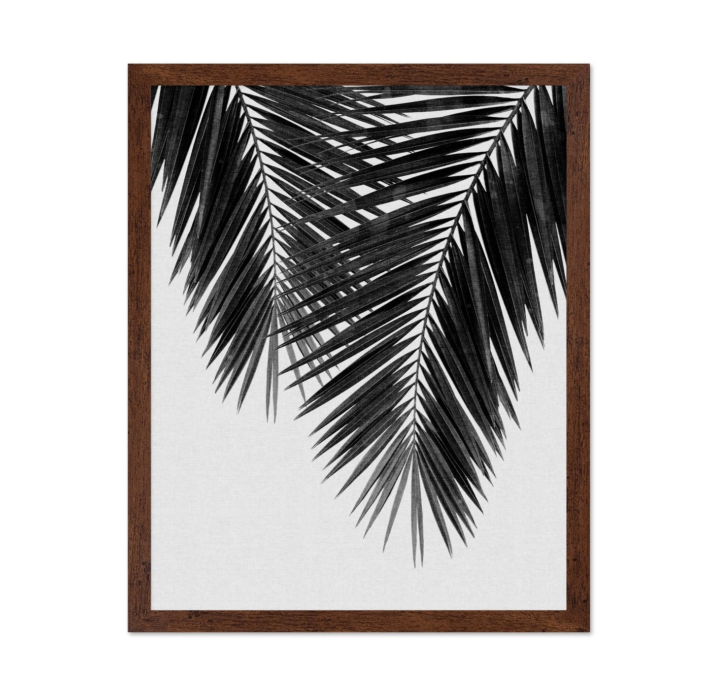 Monochrome Palm Frond