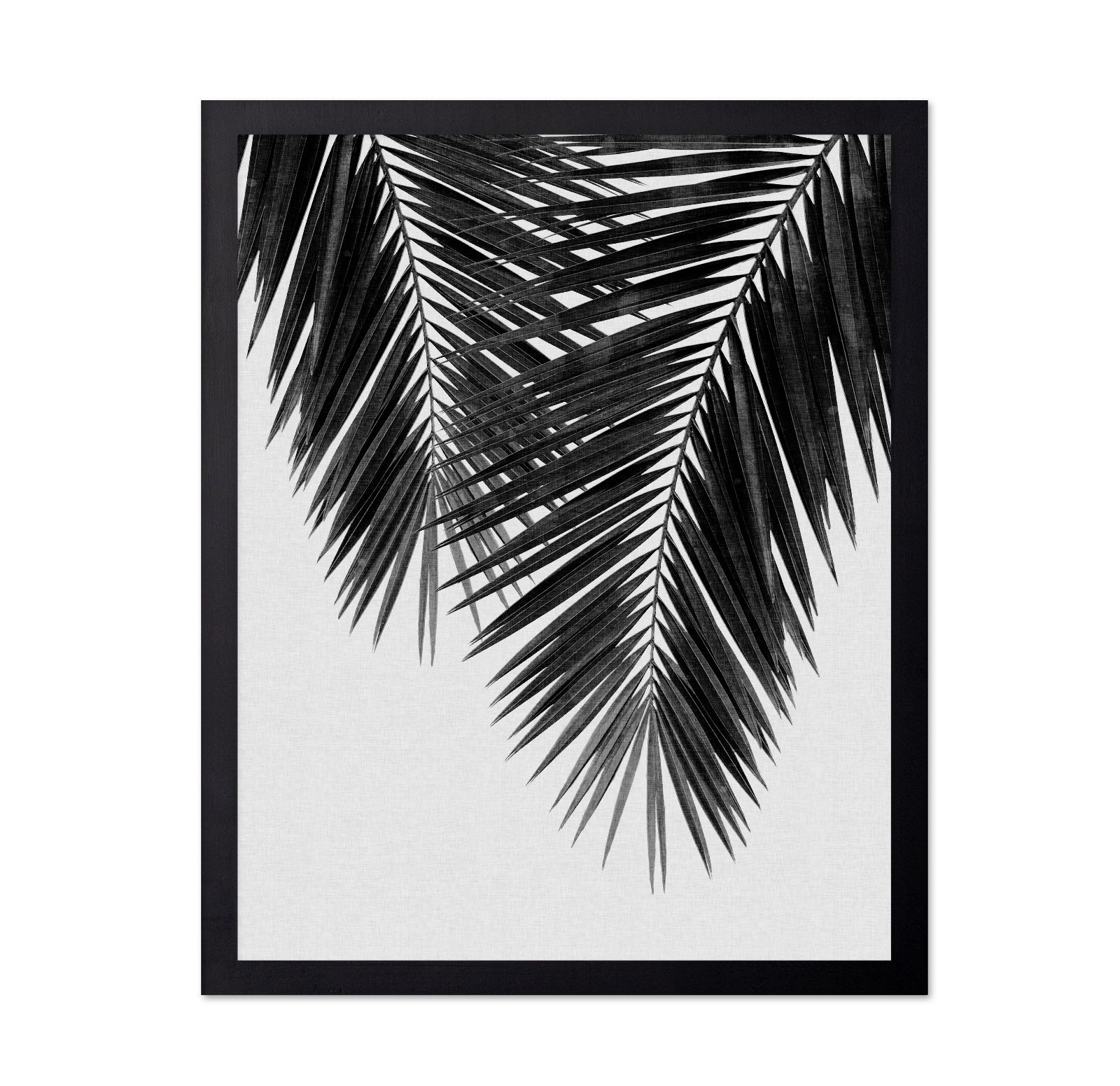 Monochrome Palm Frond