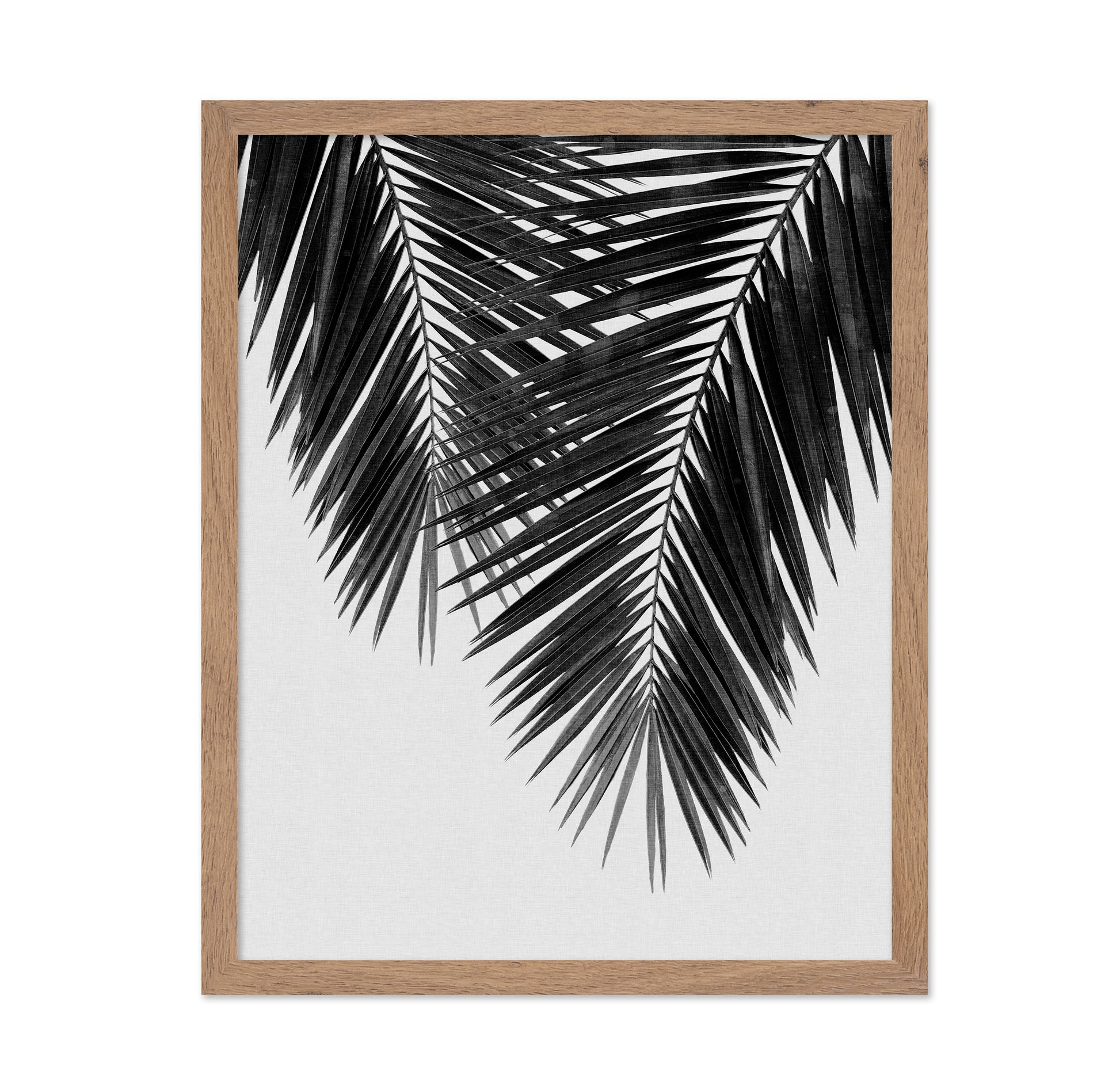 Monochrome Palm Frond