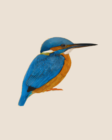 Blue Kingfisher