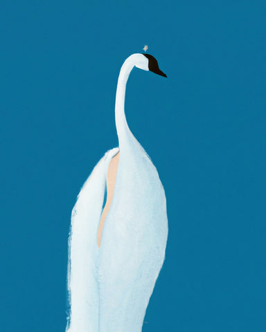 Elegant Swan
