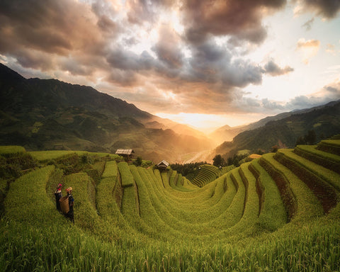 Rice Terraces Sunset