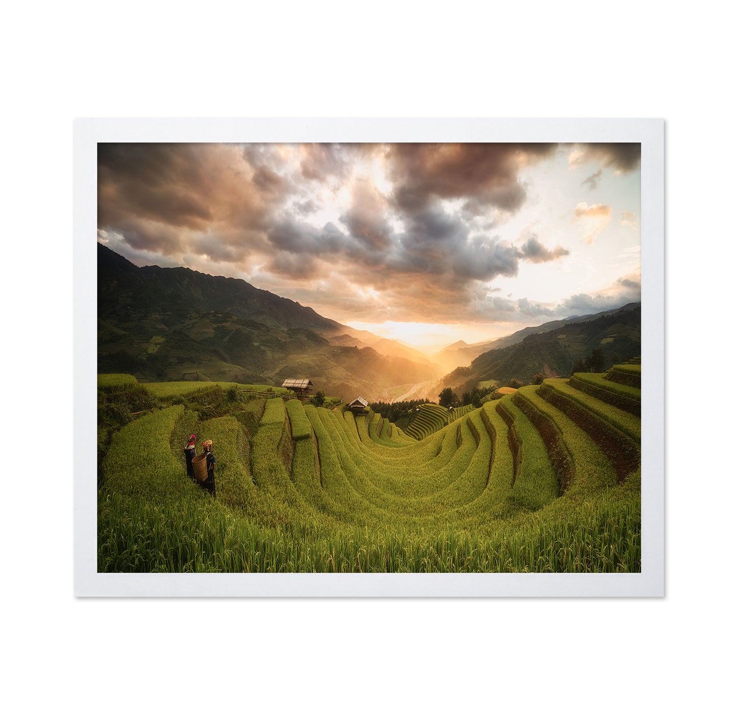 Rice Terraces Sunset