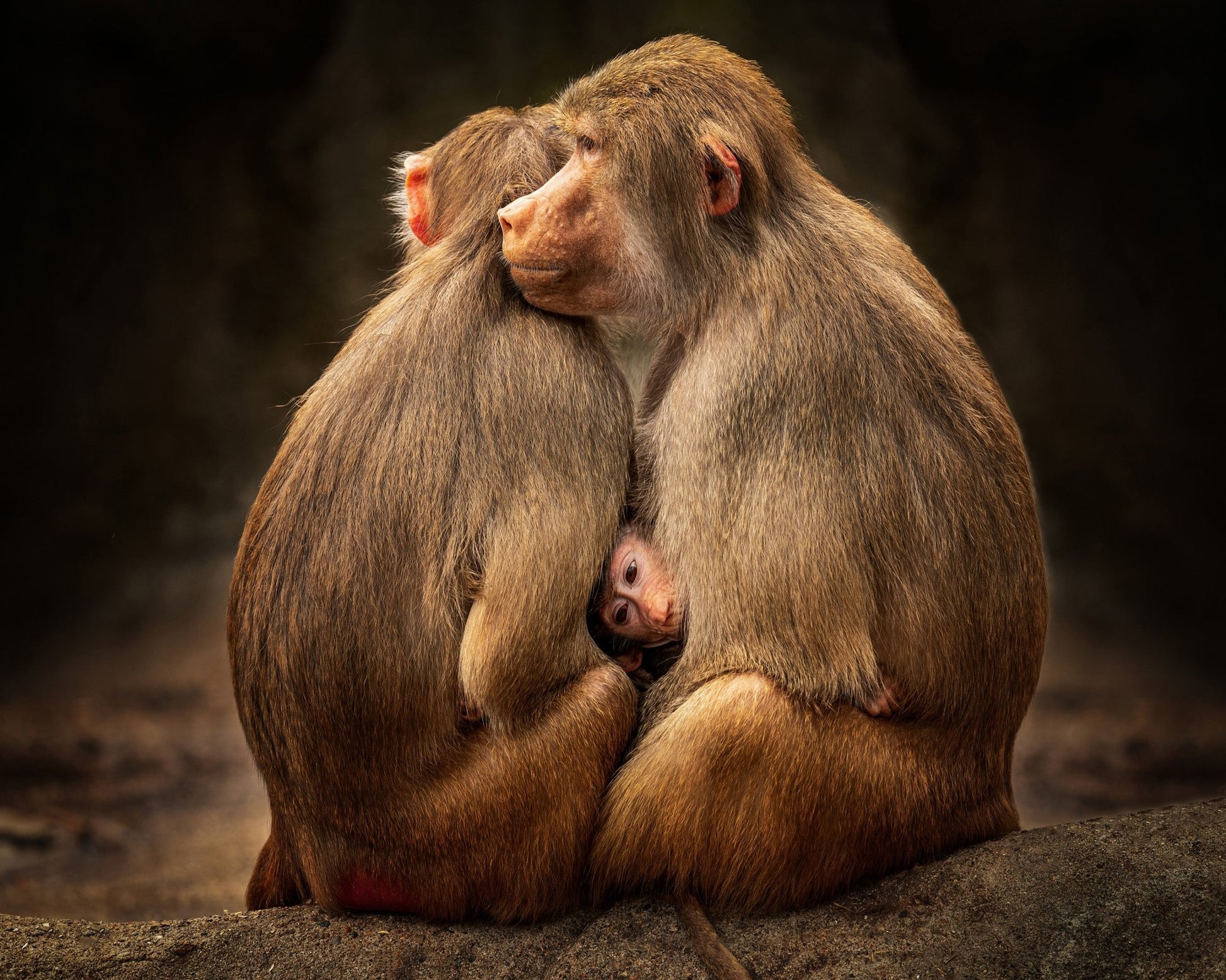 Monkey Family Bond