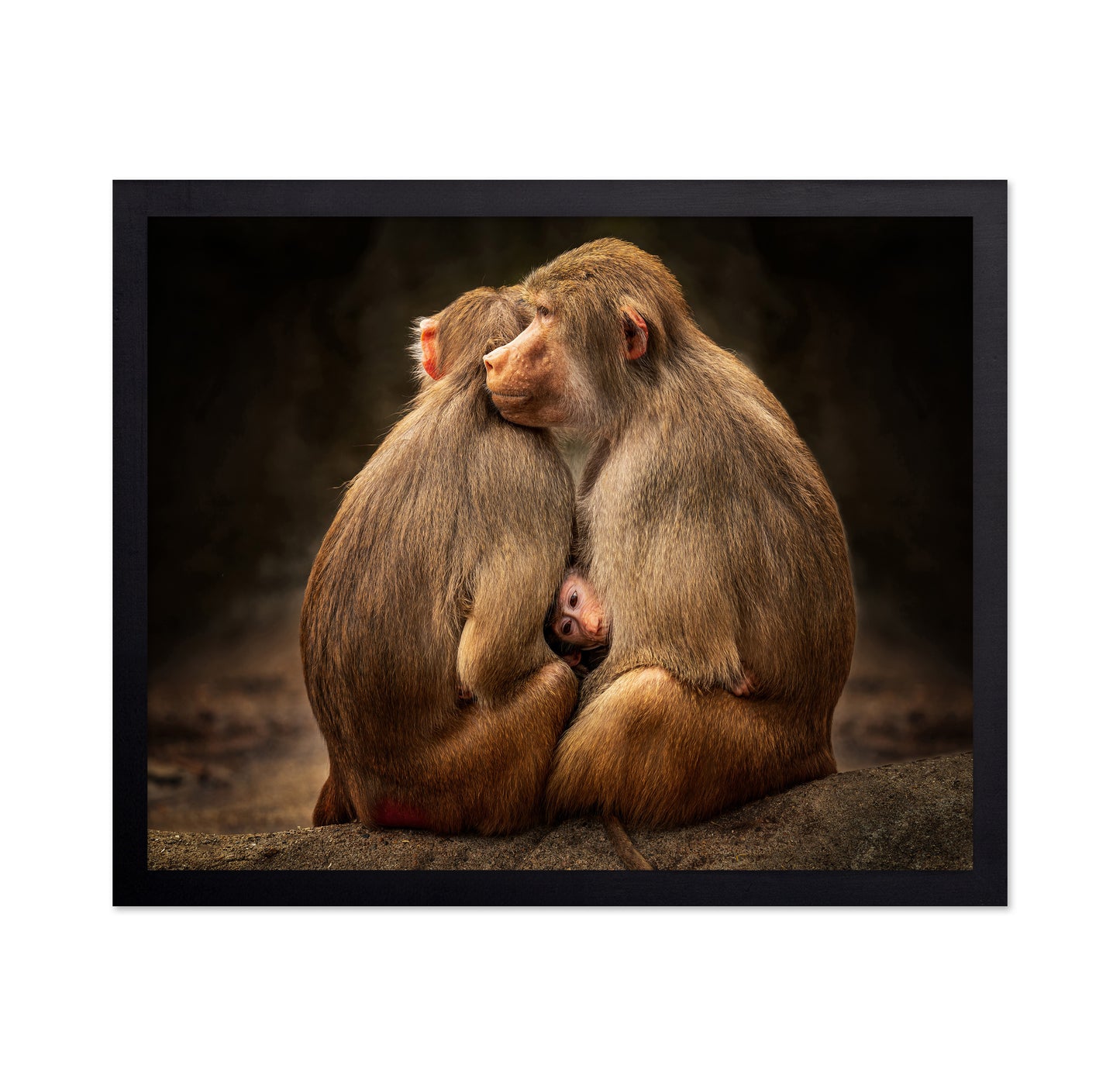 Monkey Family Bond