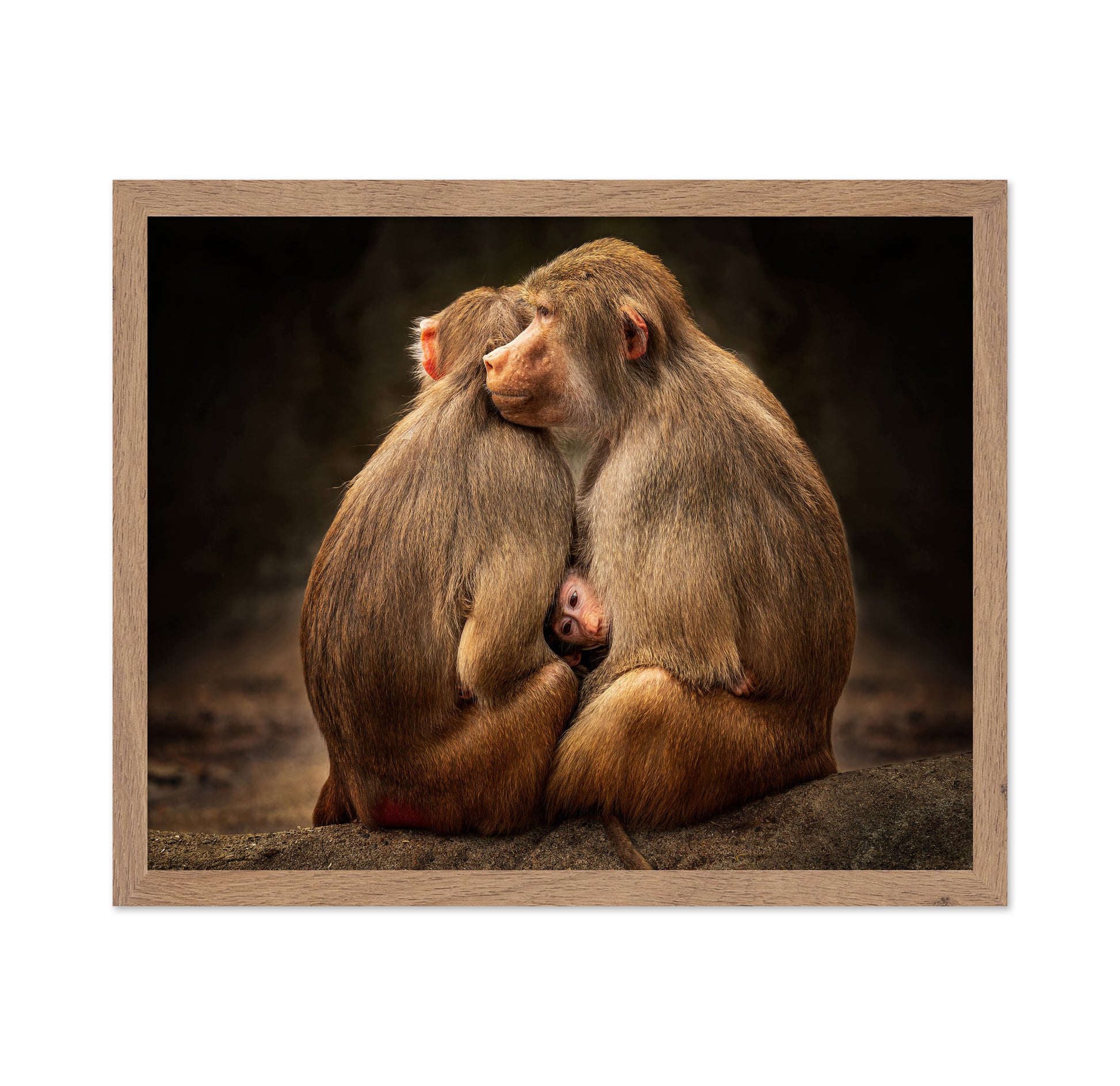 Monkey Family Bond