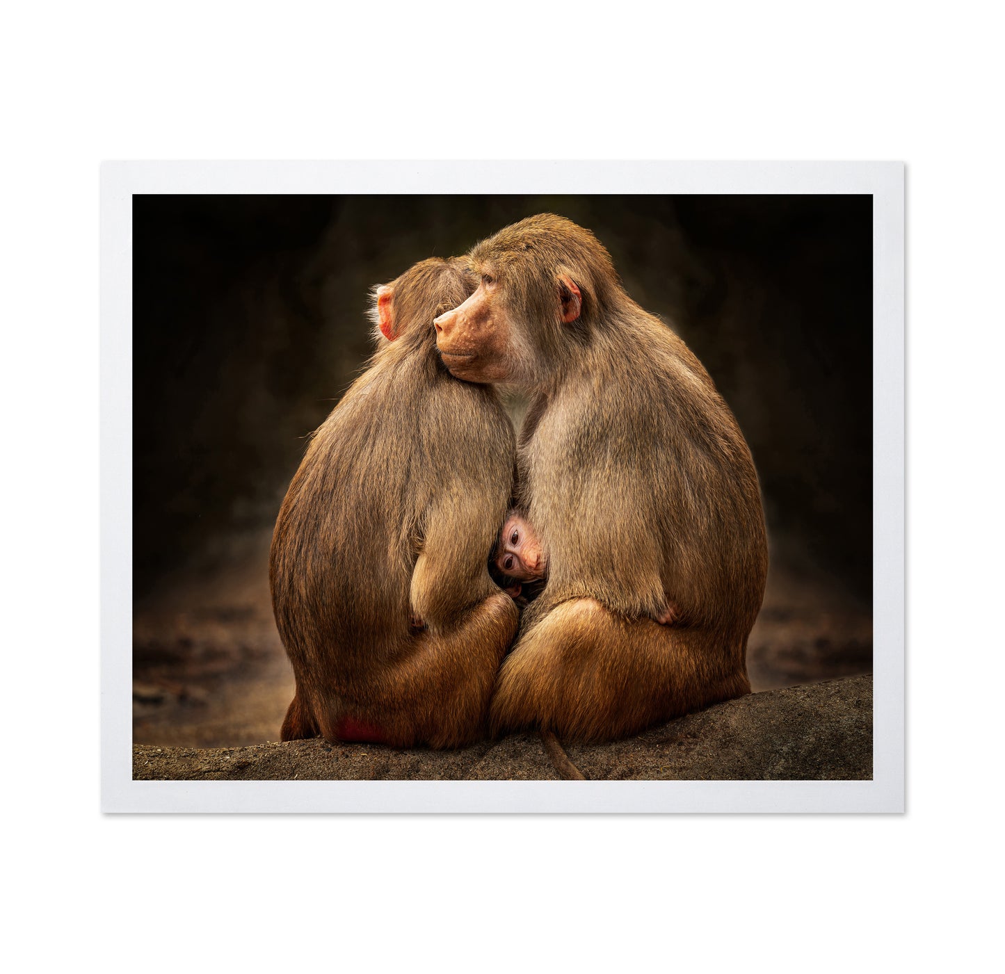Monkey Family Bond