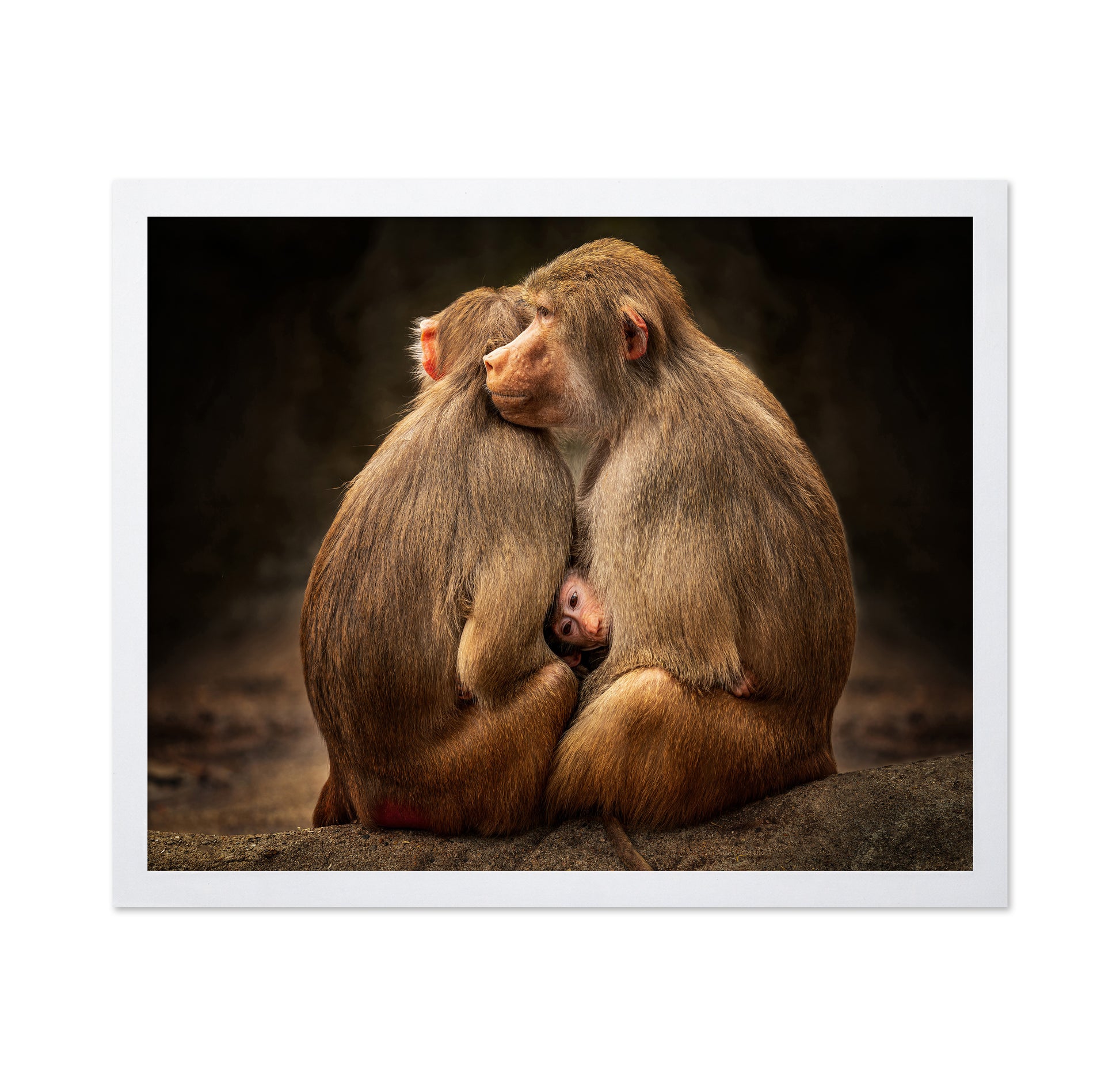 Monkey Family Bond