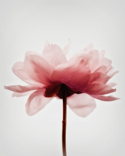 Soft Pink Peony No4