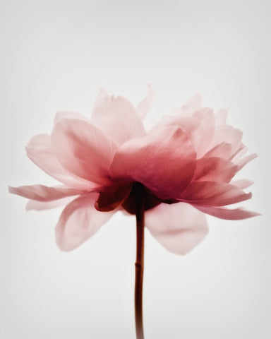 Soft Pink Peony No4