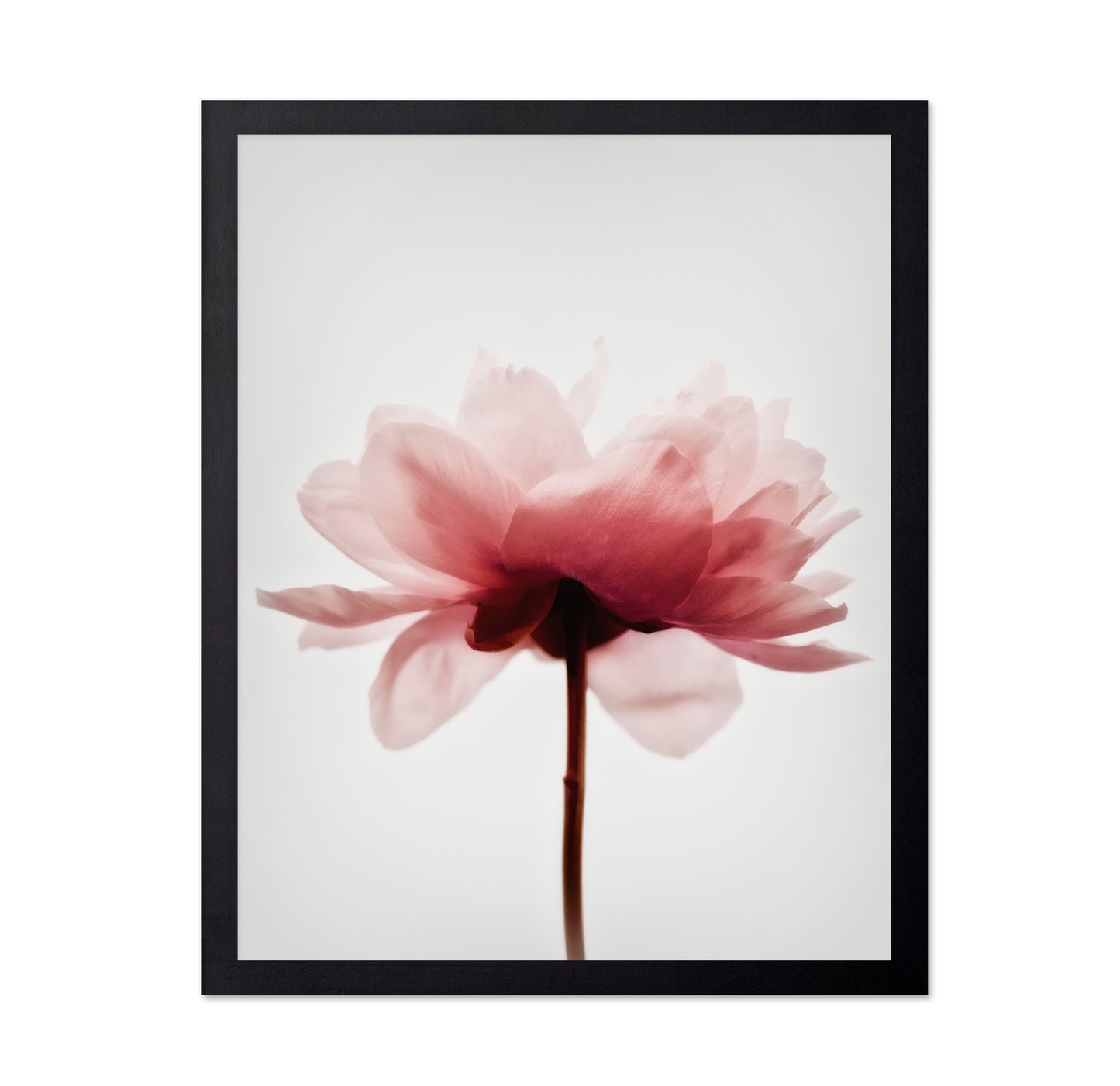 Soft Pink Peony No4