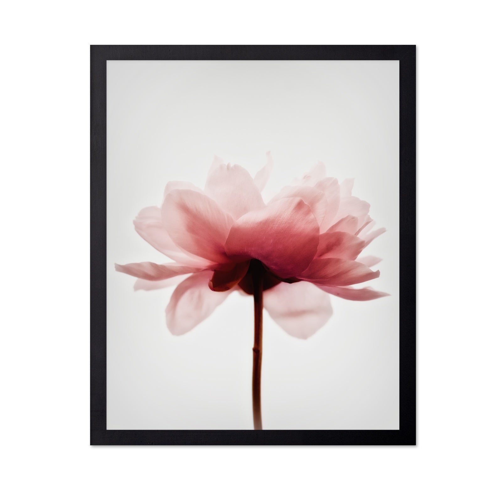 Soft Pink Peony No4