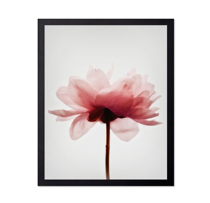 Soft Pink Peony No4