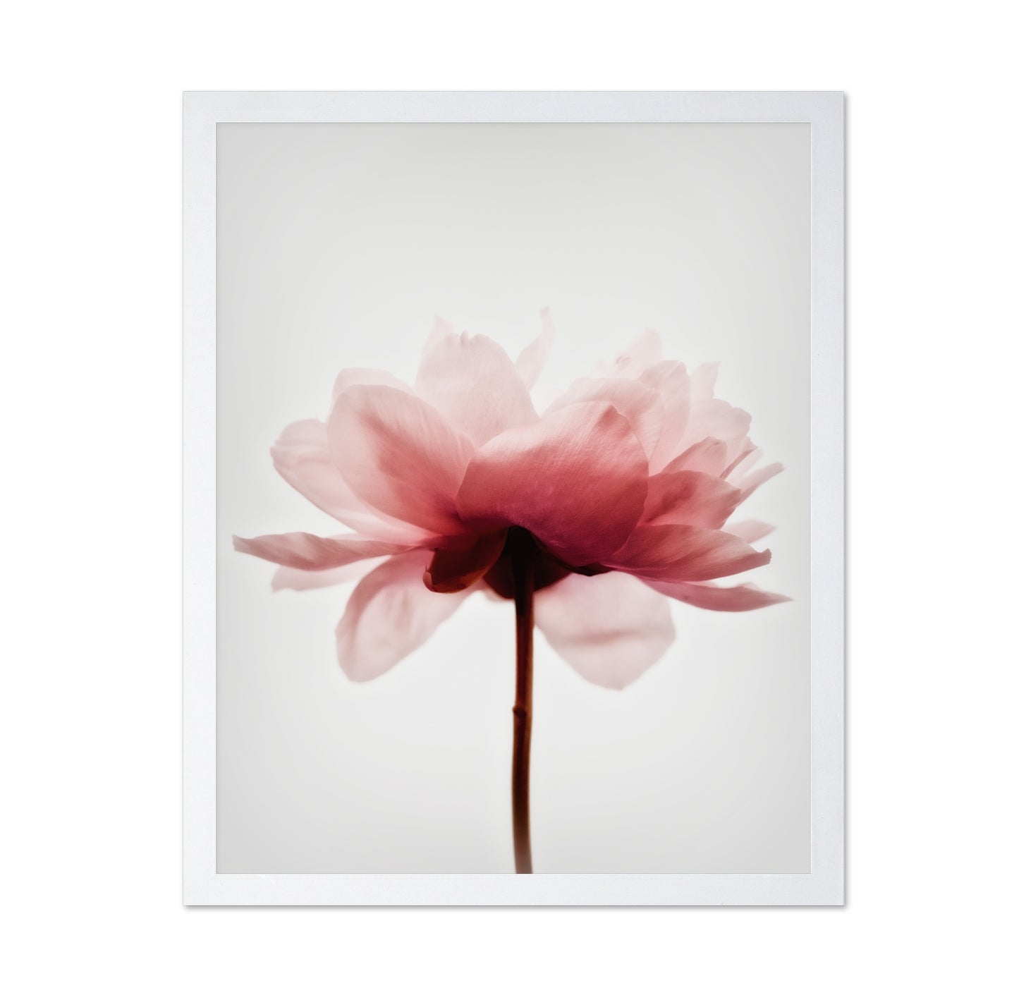 Soft Pink Peony No4