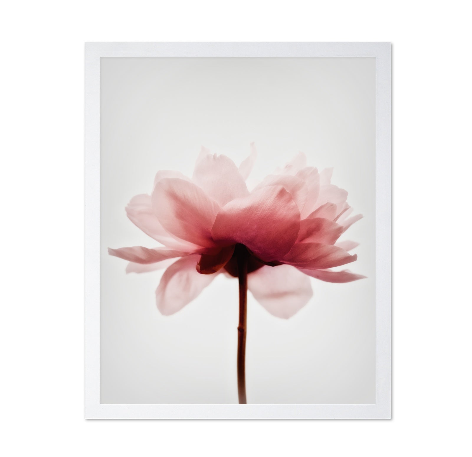 Soft Pink Peony No4