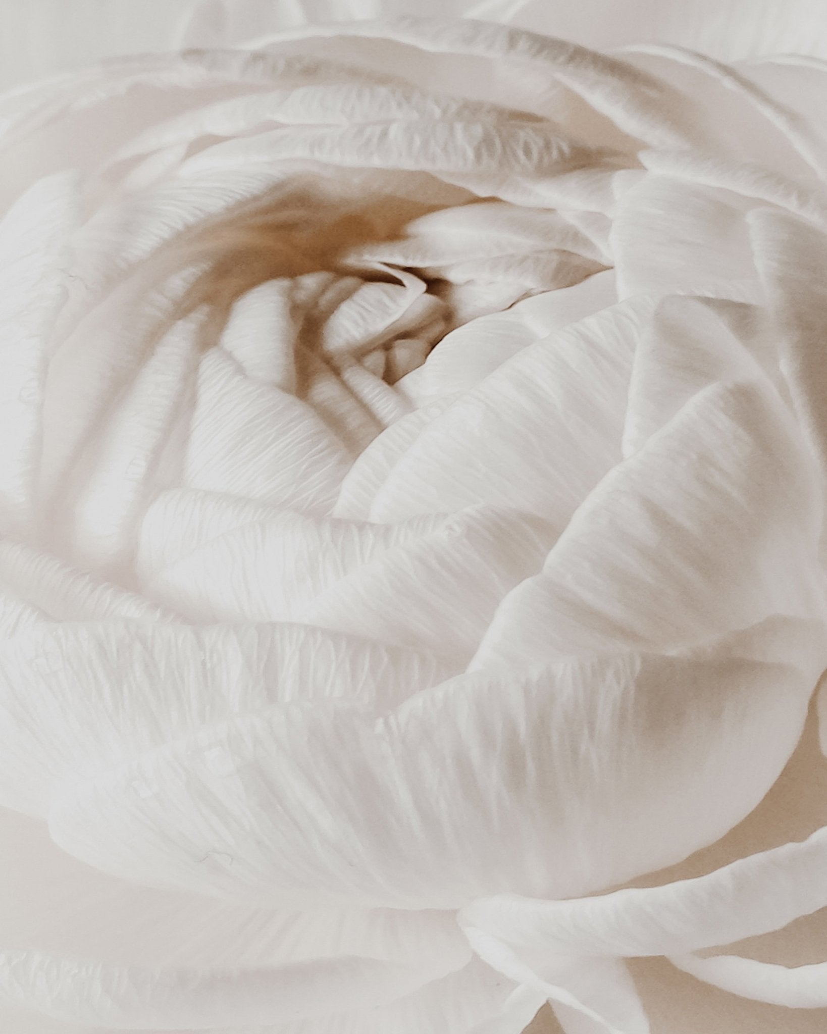 Soft White Buttercup Bloom
