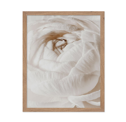 Soft White Buttercup Bloom