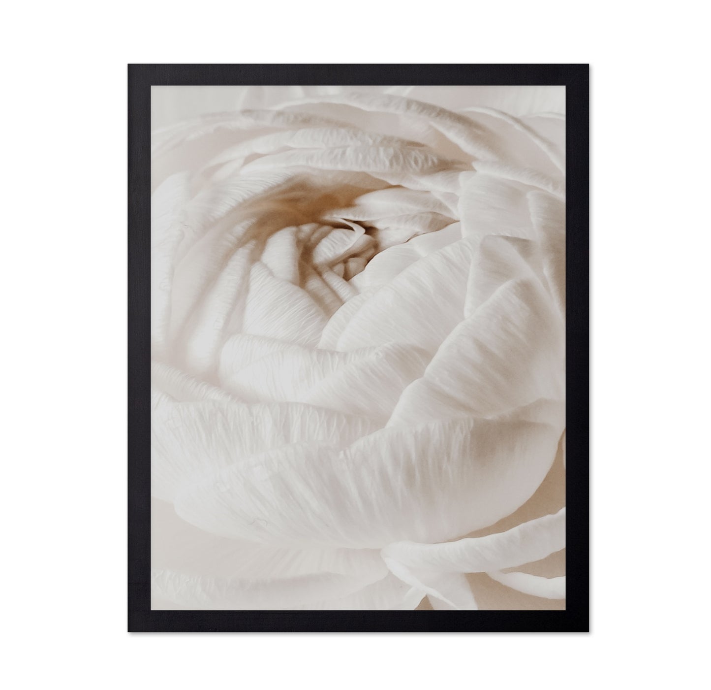 Soft White Buttercup Bloom