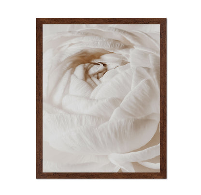 Soft White Buttercup Bloom