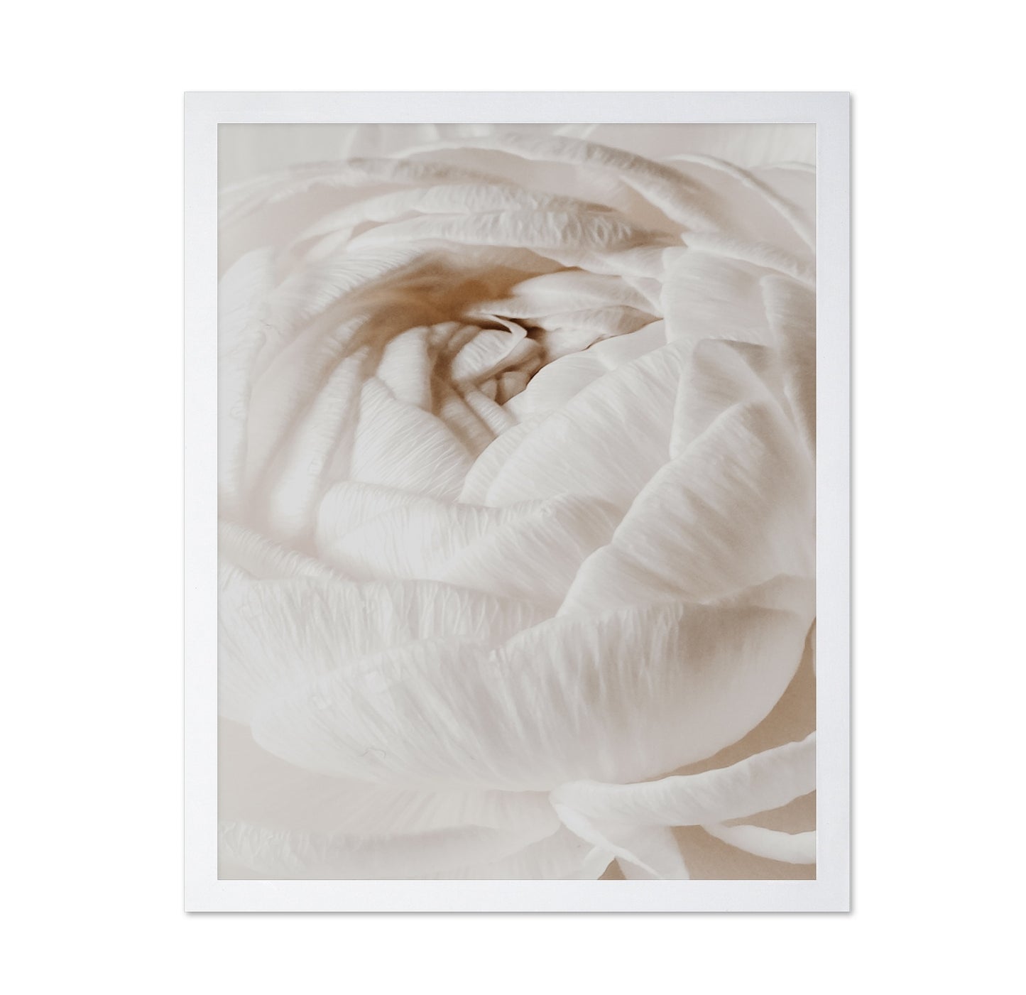 Soft White Buttercup Bloom