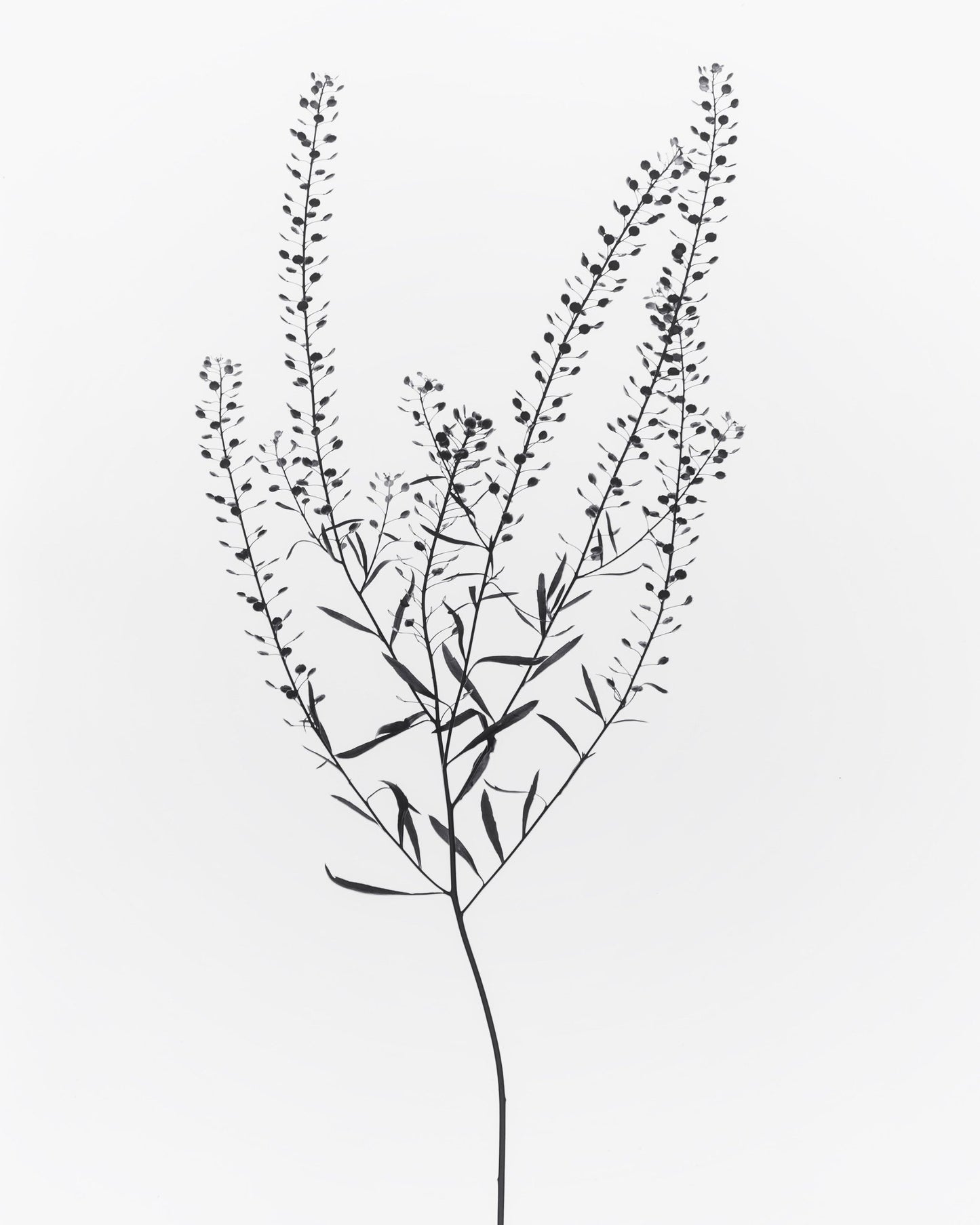 Delicate Botanical Stem
