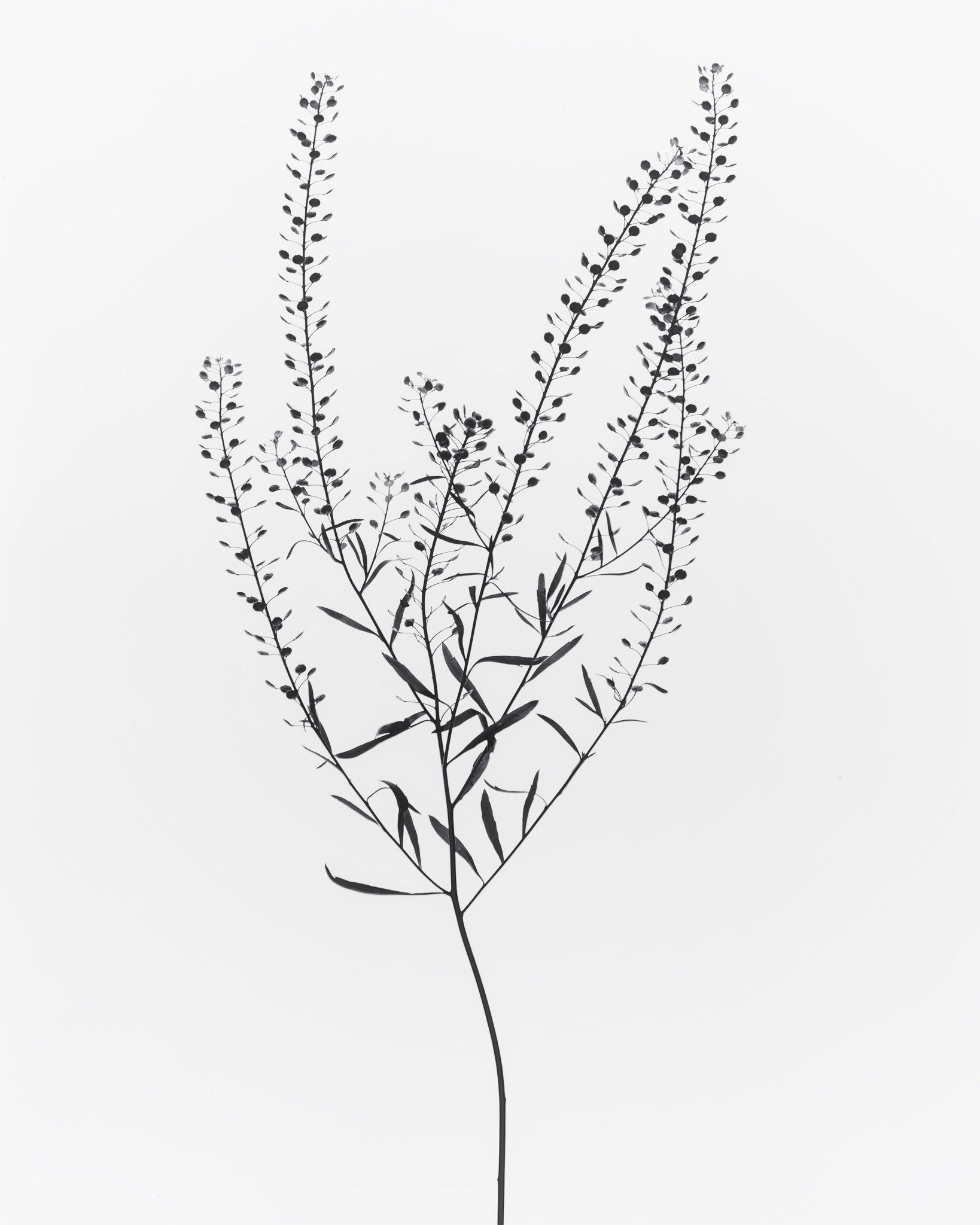 Delicate Botanical Stem