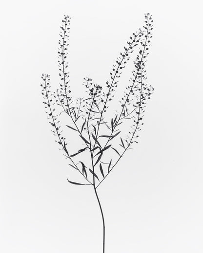 Delicate Botanical Stem