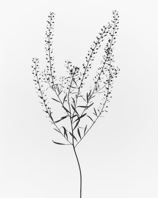 Delicate Botanical Stem