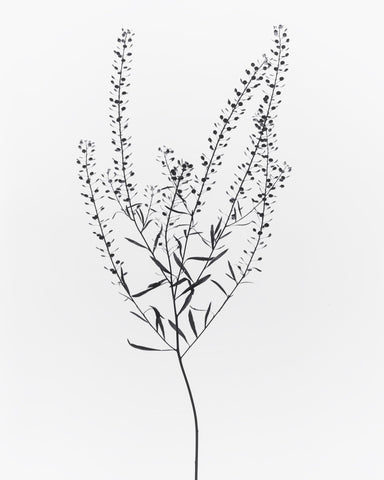 Delicate Botanical Stem