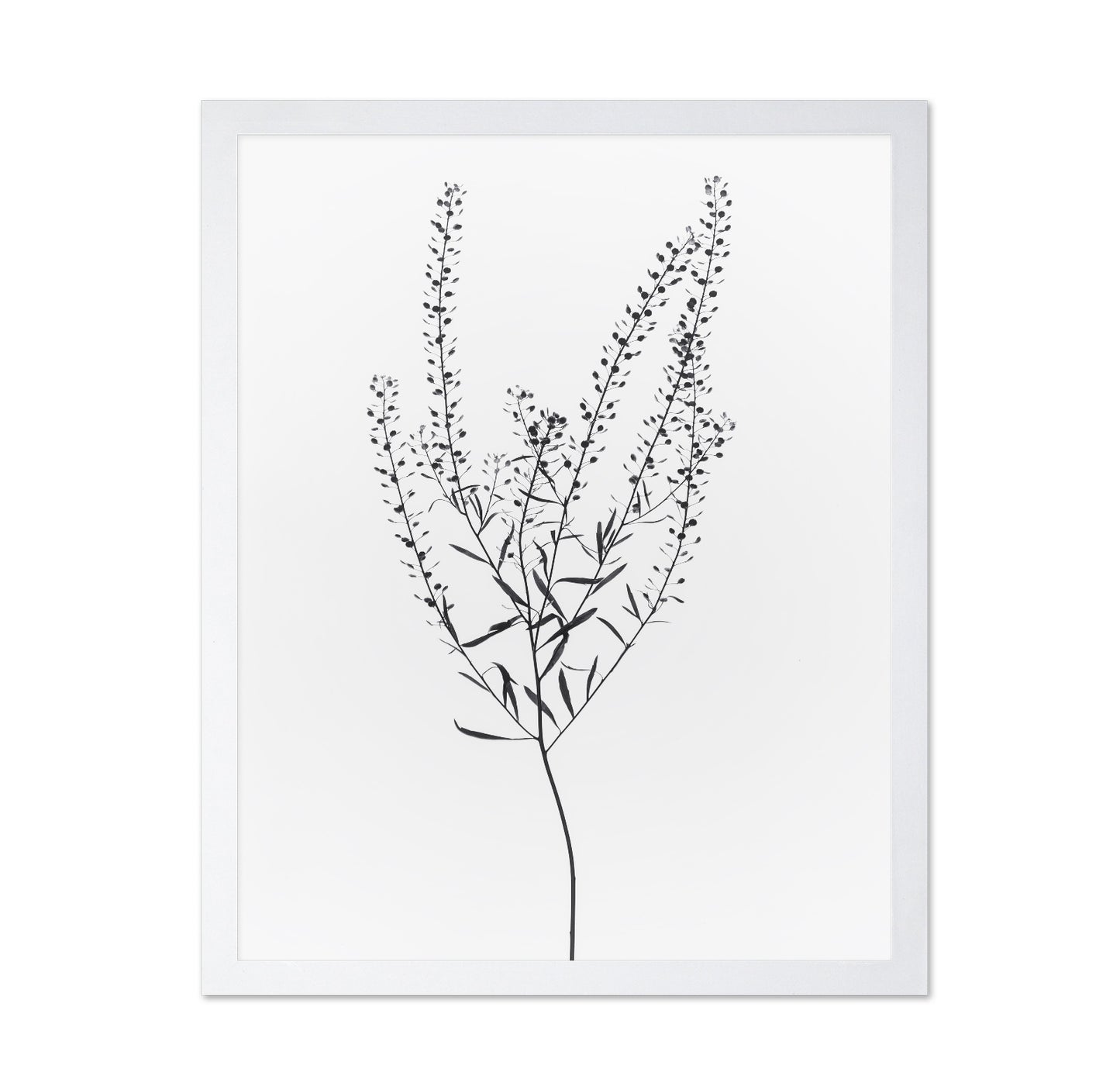 Delicate Botanical Stem