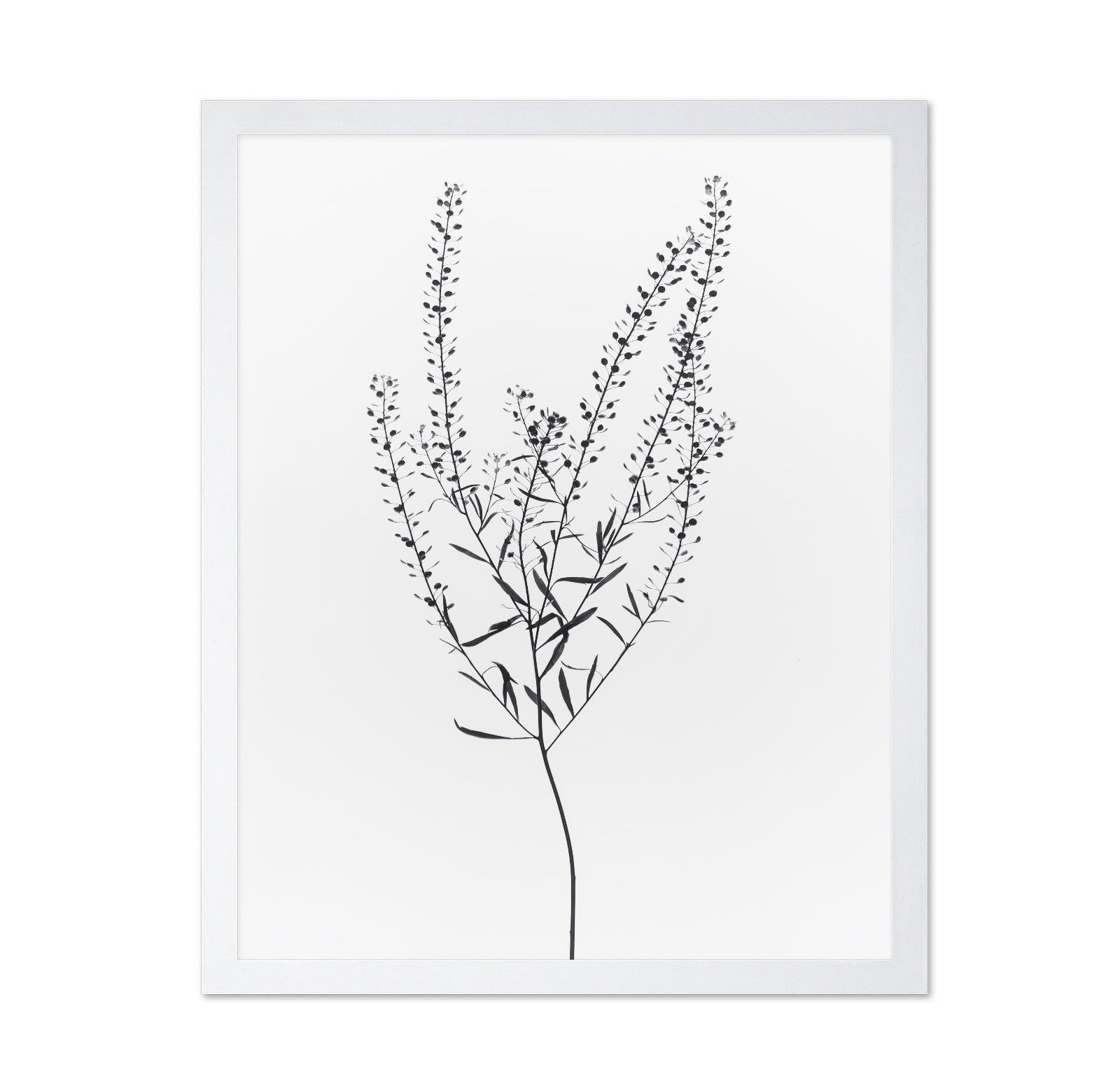 Delicate Botanical Stem