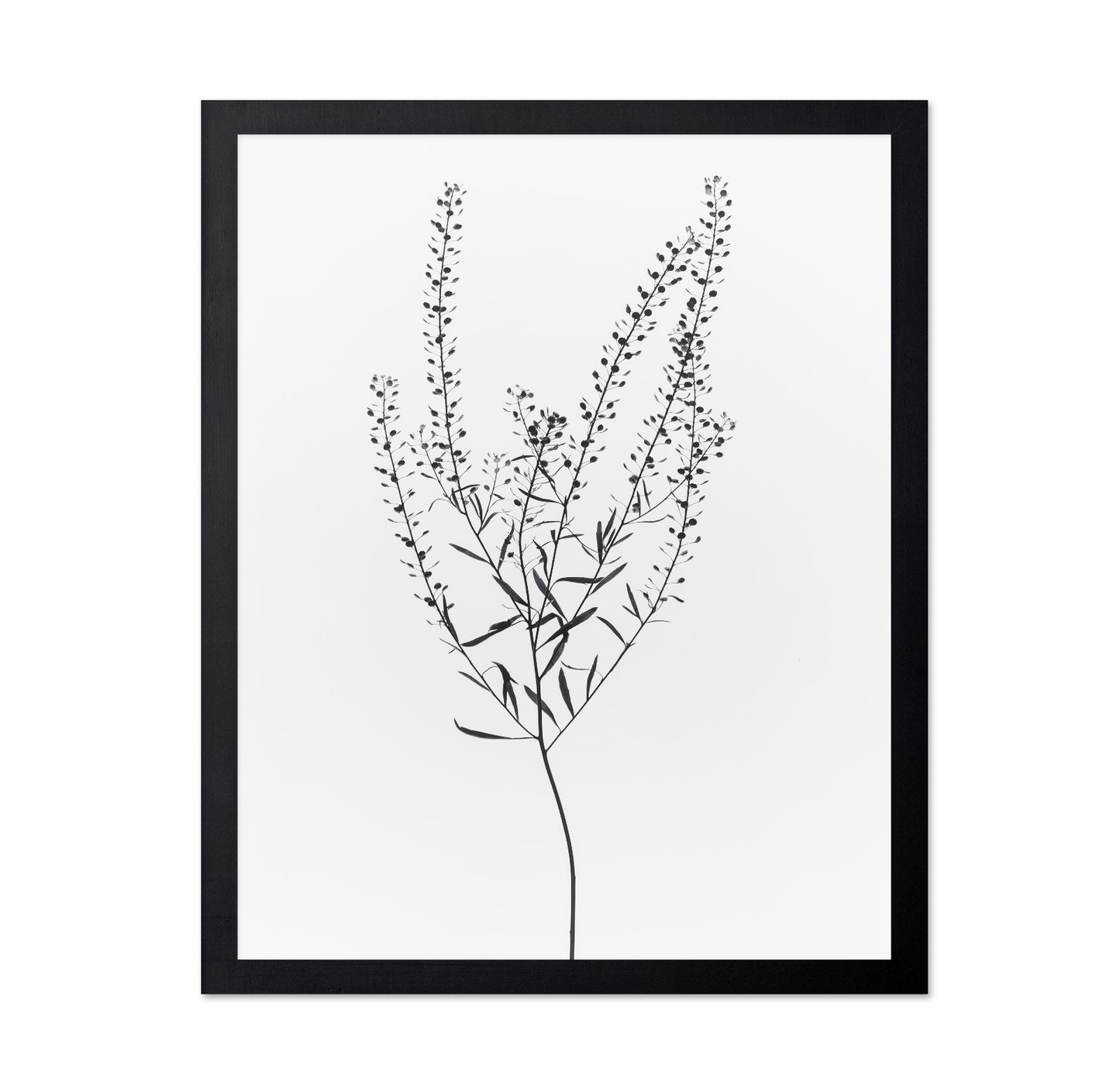 Delicate Botanical Stem