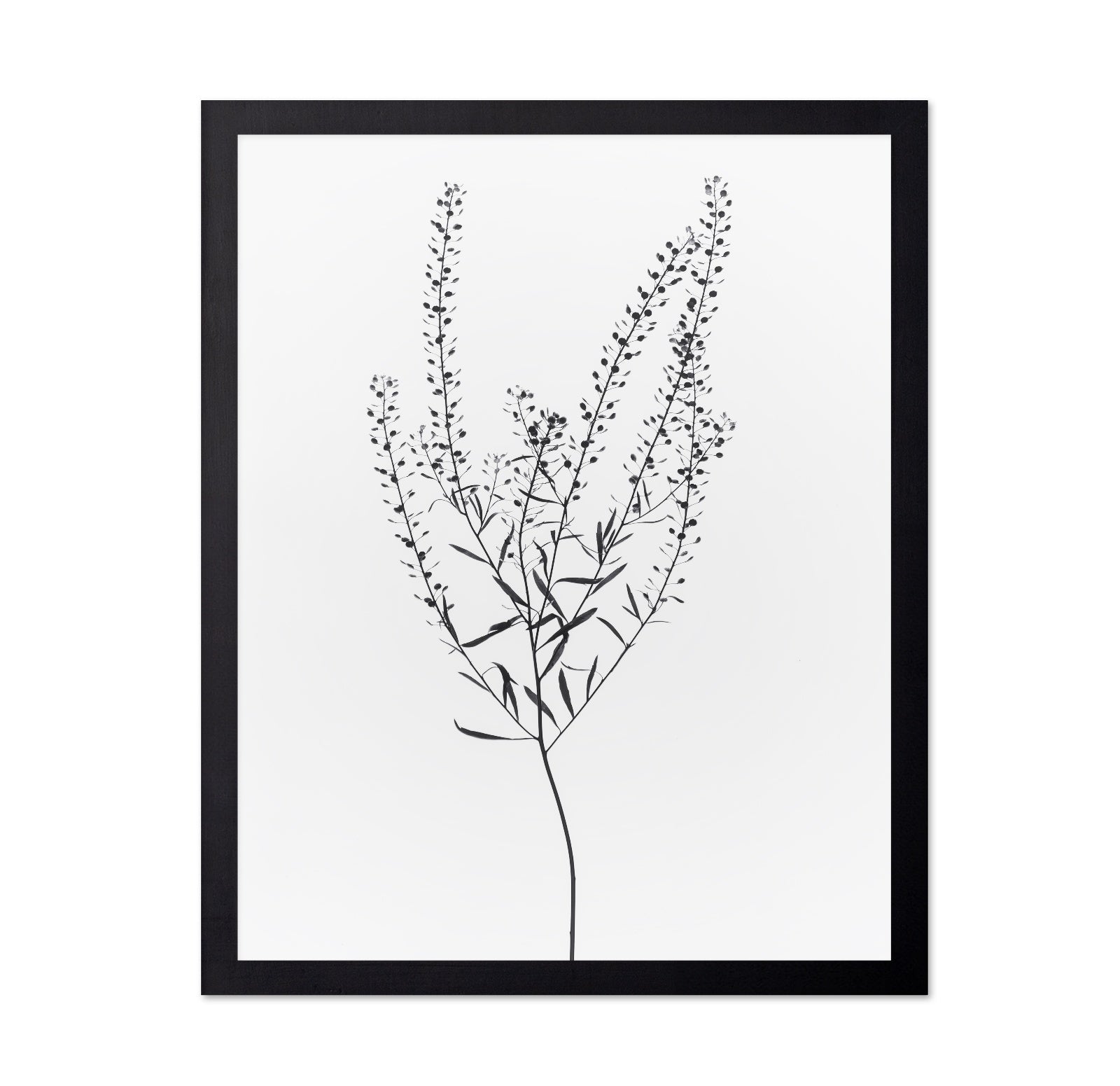 Delicate Botanical Stem