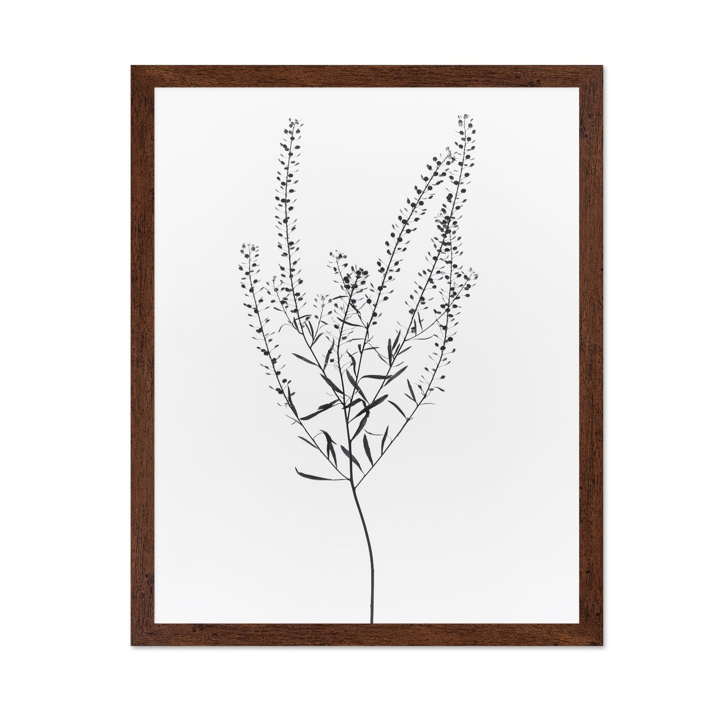 Delicate Botanical Stem