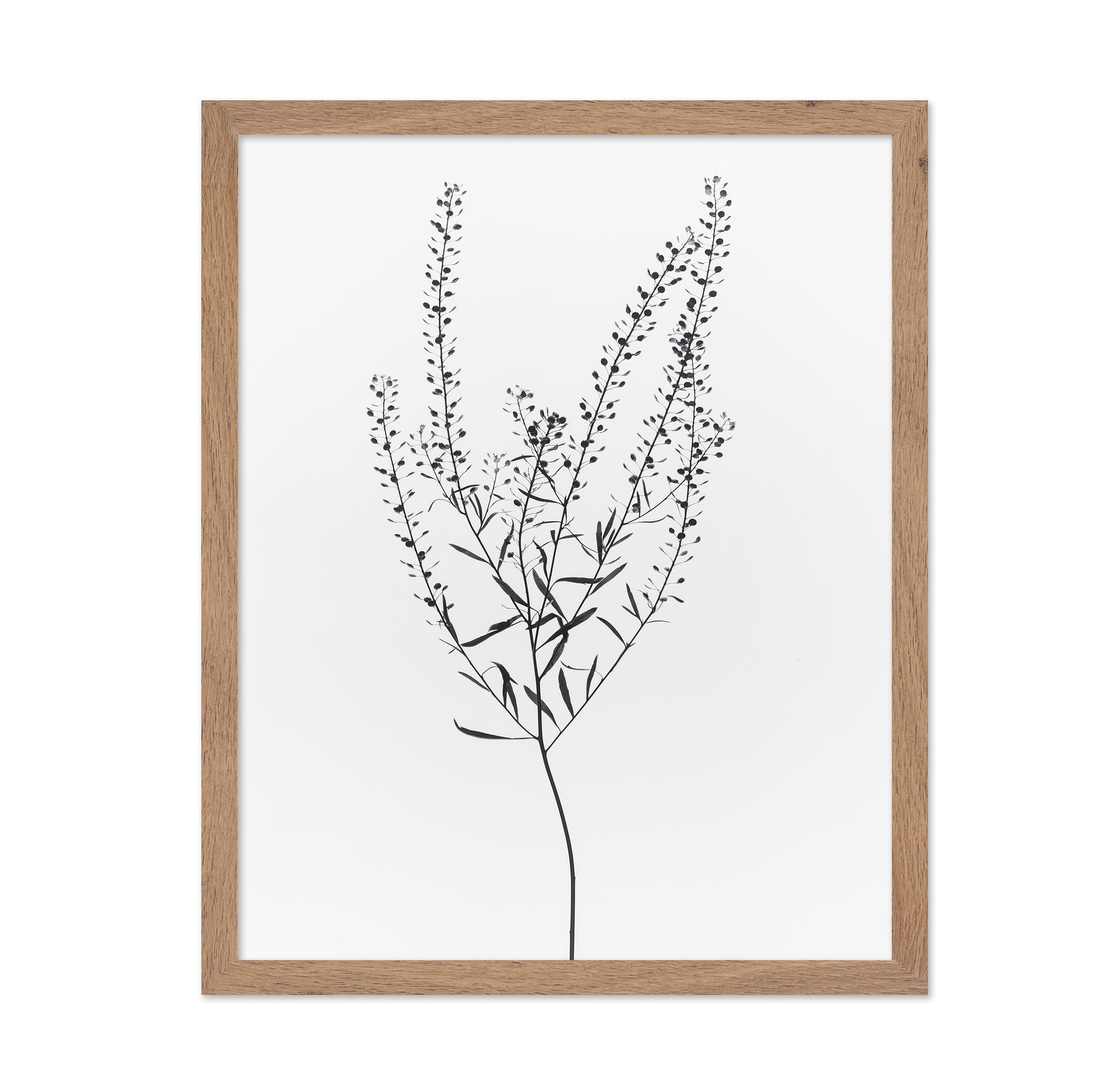 Delicate Botanical Stem