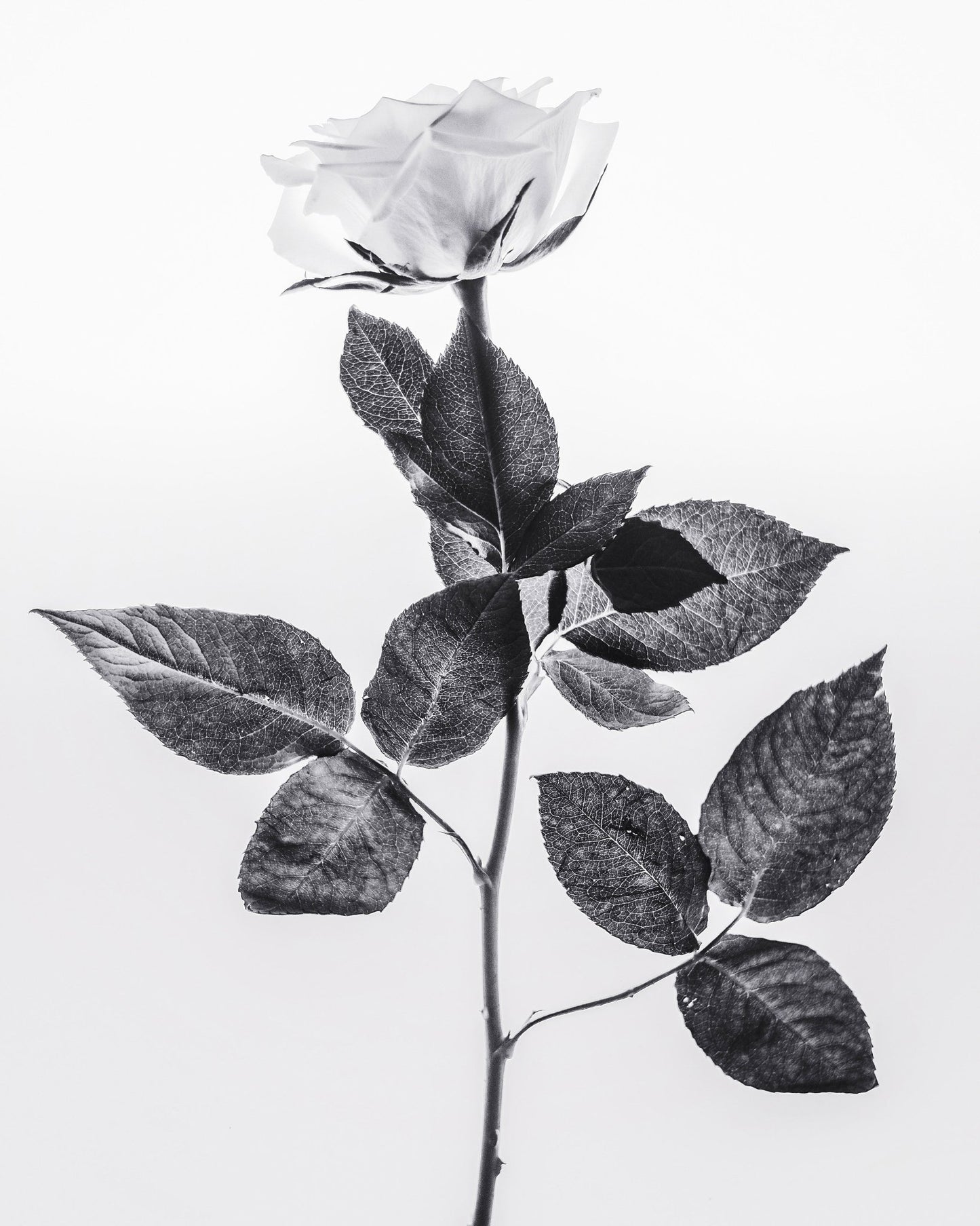 Minimal Rose Stem