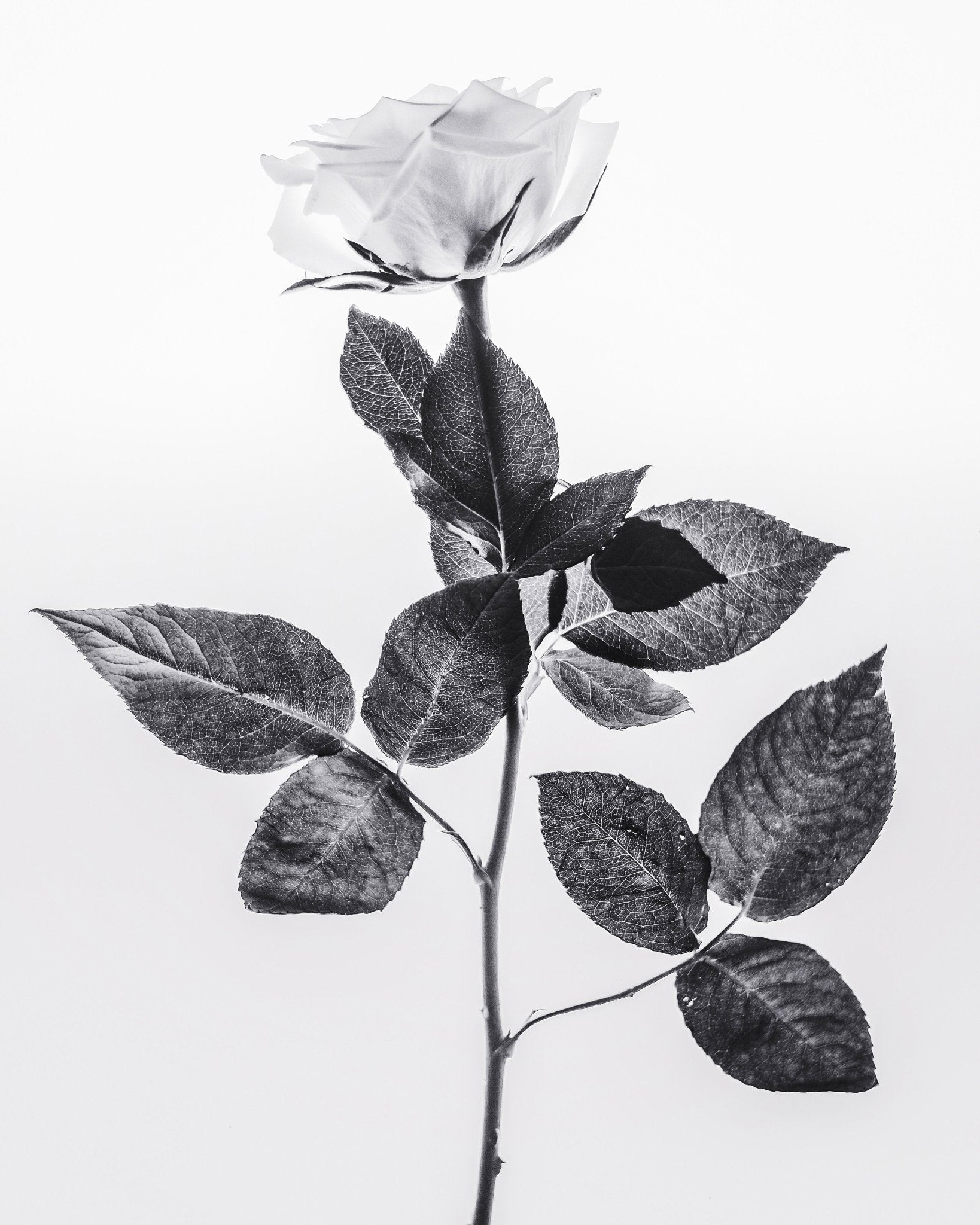 Minimal Rose Stem