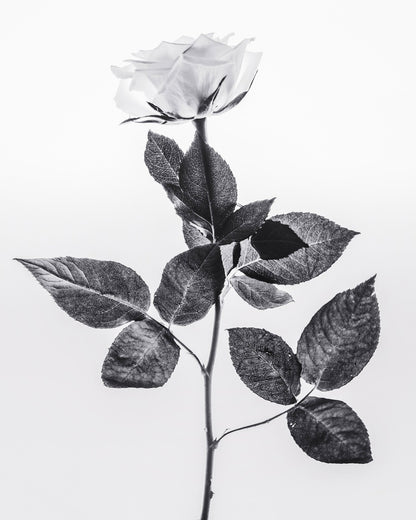 Minimal Rose Stem