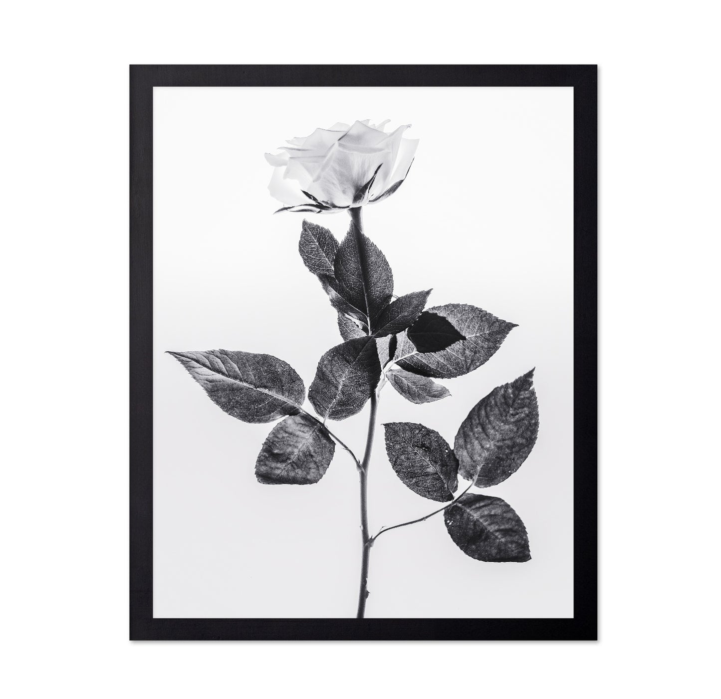 Minimal Rose Stem