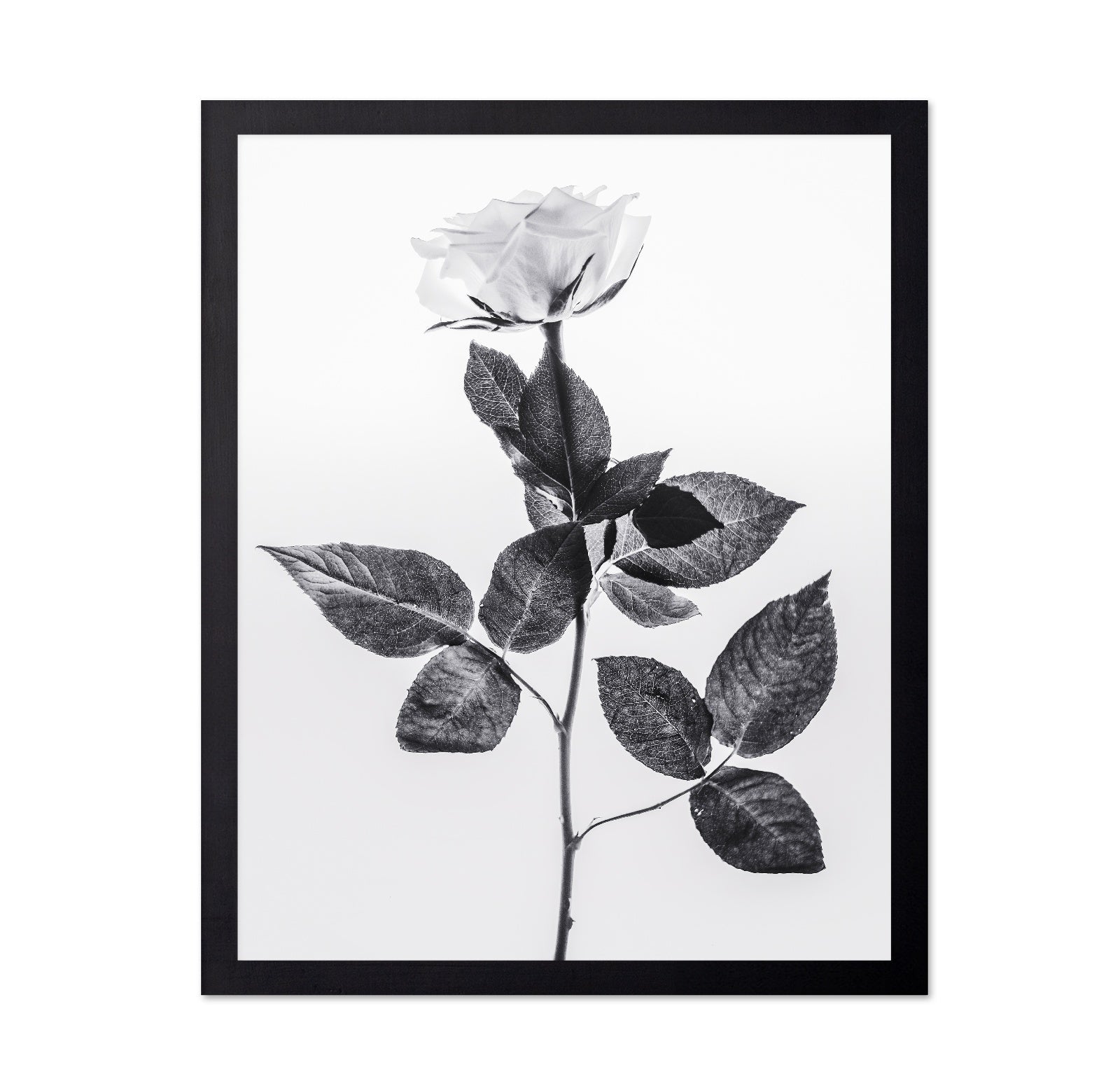 Minimal Rose Stem
