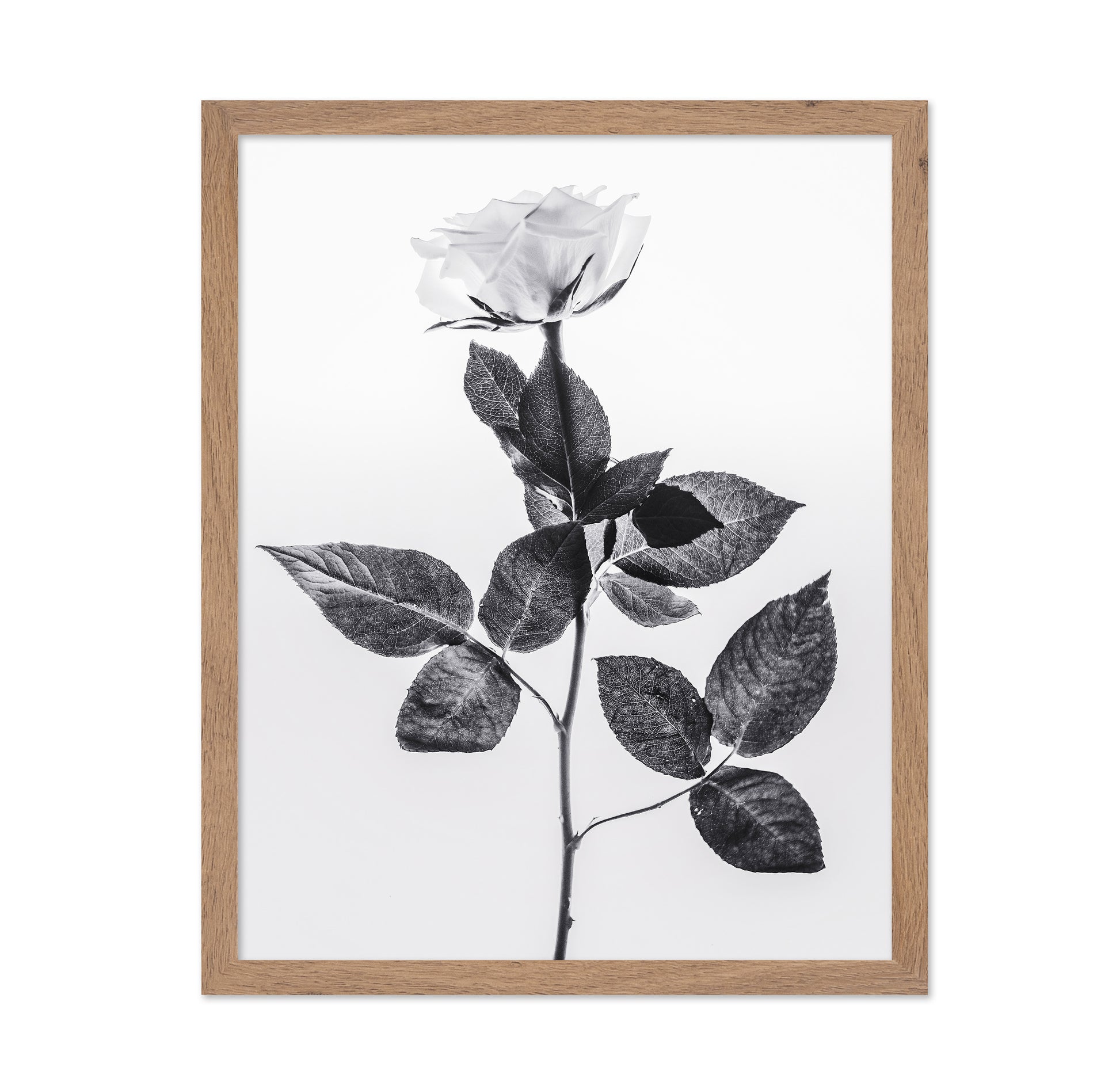 Minimal Rose Stem