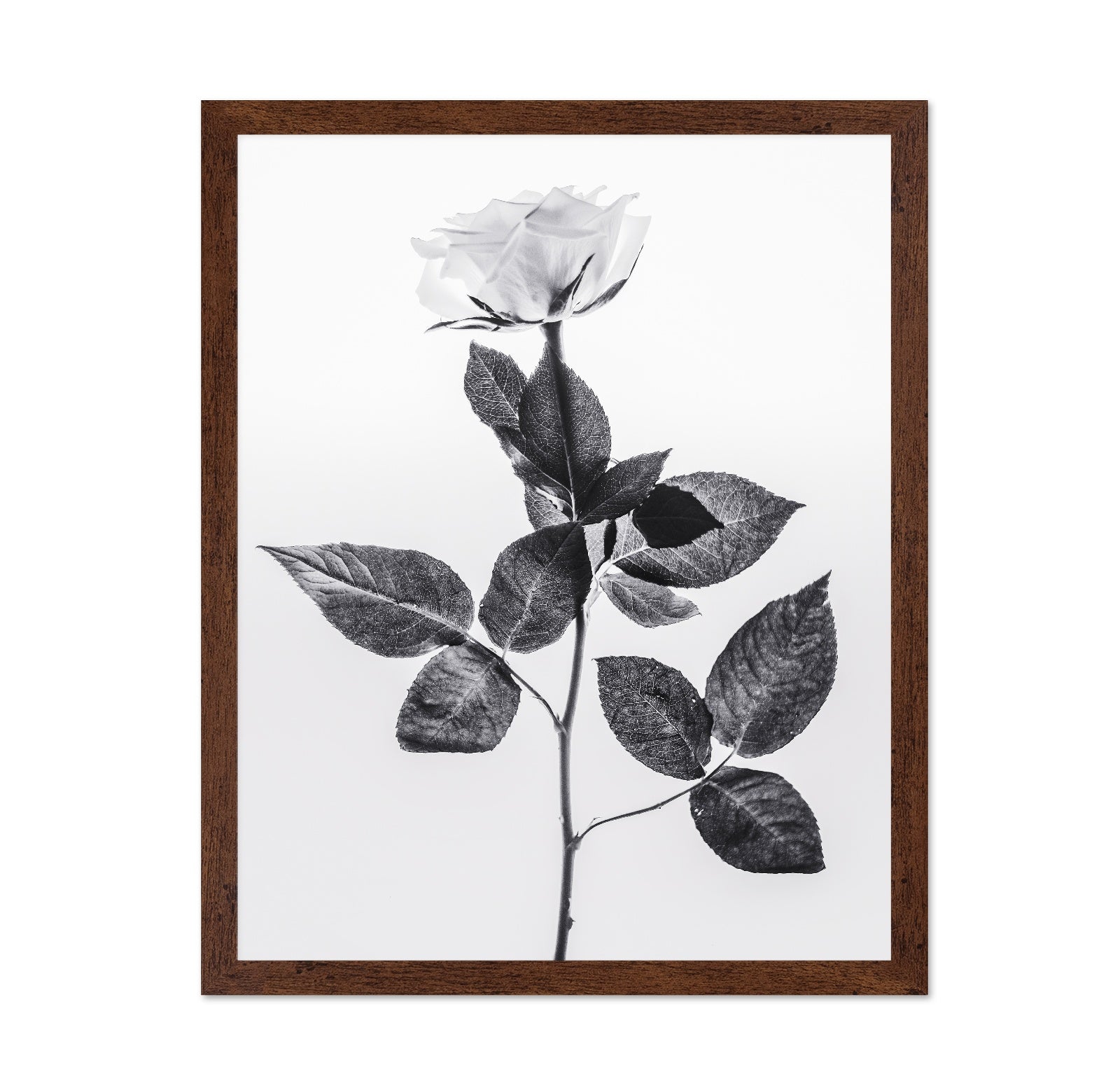 Minimal Rose Stem