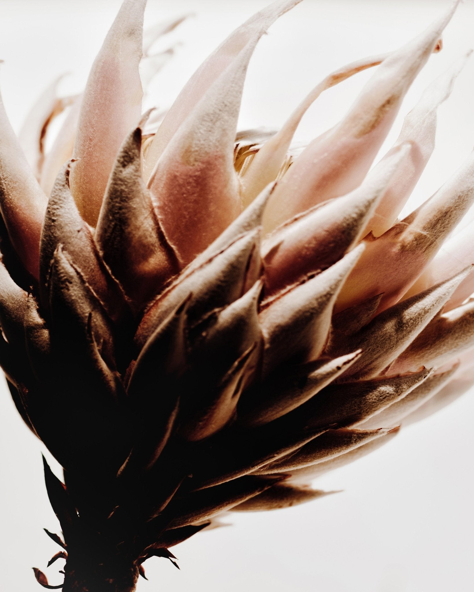 Warm Protea Bloom
