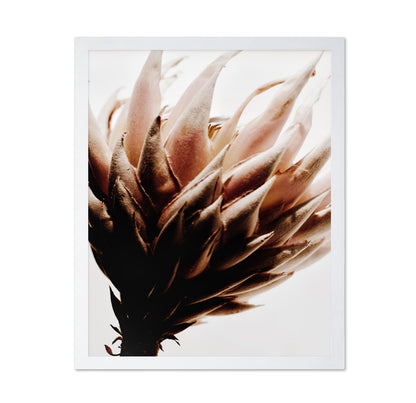 Warm Protea Bloom